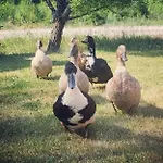Metsolan Maatila *